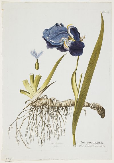 Iris Germanica, de Icones Plantarum Medicinalium, 1788-1812 de Joseph Jacob Plenck